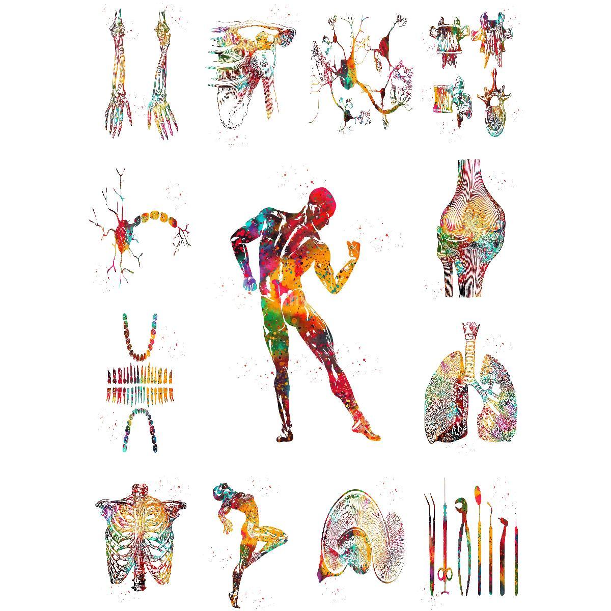 Interior Design Education - Anatomical Muscle Structure Poster Educational Art